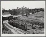 The garden on the farm of Mr. John Armour, FSA client, Meadowcrest Community, Greene County, Georgia.