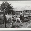 Mr. Edgar Jones, FSA (Farm Security Administration) client has some cows on his farm near Woodville, Greene County, Georgia.