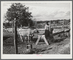 Mr. Edgar Jones, FSA (Farm Security Administration) client has some cows on his farm near Woodville, Greene County, Georgia.