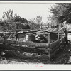 Edgar Jones, FSA (Farm Security Administration) client, has four potato hills for the winter months, Woodville, Greene County, Georgia.