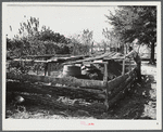 Edgar Jones, FSA (Farm Security Administration) client, has four potato hills for the winter months, Woodville, Greene County, Georgia.