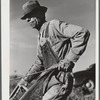 Mr. W.H. Holmes, a renter on the Wray place, plowing sweet potatoes, Greene County, Georgia.