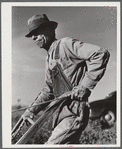 Mr. W.H. Holmes, a renter on the Wray place, plowing sweet potatoes, Greene County, Georgia.