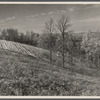 Hillside field which should not be used for farming. Brown County, Indiana.