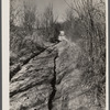 Poor country road typical of this area. Brown County, Indiana.