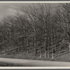 Good stand of well-cared for trees. Brown County, Indiana.