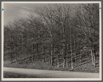 Good stand of well-cared for trees. Brown County, Indiana.