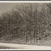 Good stand of well-cared for trees. Brown County, Indiana.