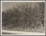 Good stand of well-cared for trees. Brown County, Indiana.