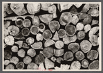 Cut logs, Garrett County, Maryland.