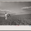 "Duster" plane spraying insecticide over a field of beans. The mechanic in the foreground indicates the outside limit of the last "swath" which has settled by the time the plane returns. Note how low the plane flies.