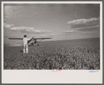 "Duster" plane spraying insecticide over a field of beans. The mechanic in the foreground indicates the outside limit of the last "swath" which has settled by the time the plane returns. Note how low the plane flies.