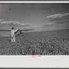 "Duster" plane spraying insecticide over a field of beans. The mechanic in the foreground indicates the outside limit of the last "swath" which has settled by the time the plane returns. Note how low the plane flies.