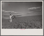 "Duster" plane spraying insecticide over a field of beans. The mechanic in the foreground indicates the outside limit of the last "swath" which has settled by the time the plane returns. Note how low the plane flies.