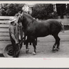 Percheron stallion brought to mare for mating, on farm near Pine Grove Mills, Pennsylvania.