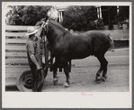 Percheron stallion brought to mare for mating, on farm near Pine Grove Mills, Pennsylvania.