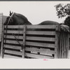 Percheron stallion brought to mare for mating, on farm near Pine Grove Mills, Pennsylvania.