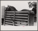 Percheron stallion brought to mare for mating, on farm near Pine Grove Mills, Pennsylvania.
