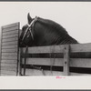 Percheron stallion brought to mare for mating, on farm near Pine Grove Mills, Pennsylvania.