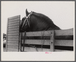 Percheron stallion brought to mare for mating, on farm near Pine Grove Mills, Pennsylvania.