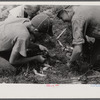 A catch of fish, Pine Grove Mills, Pennsylvania.