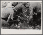A catch of fish, Pine Grove Mills, Pennsylvania.