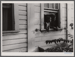 Negroes looking out of their home, Washington, D.C.