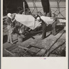 Wives of "duster pilots" recover plane which has been damaged. In this dangerous occupation crashes are common but rarely fatal because of low speed, low altitude and high operating skill. Note farm machinery in background.