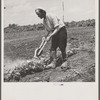 Luke Weldon farms twenty-eight acres in truck crops. In the south Jersey area of industrial truck farming many others like him have to do part-time farm labor for the big companies, where they use airplanes.