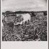 Bulls in the sugar field. These bulls, powerful and well fed, are essential to the industry. They are supposed to be a crossbreed between the Zebu and the Longhorn.