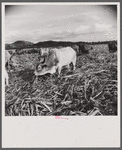 Bulls in the sugar field. These bulls, powerful and well fed, are essential to the industry. They are supposed to be a crossbreed between the Zebu and the Longhorn.