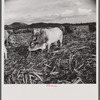 Bulls in the sugar field. These bulls, powerful and well fed, are essential to the industry. They are supposed to be a crossbreed between the Zebu and the Longhorn.