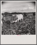 Bulls in the sugar field. These bulls, powerful and well fed, are essential to the industry. They are supposed to be a crossbreed between the Zebu and the Longhorn.