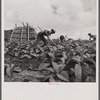 Workers in a tobacco field. The straw shed in the background is a hurricane shelter. Puerto Rico.