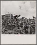Workers in a tobacco field. The straw shed in the background is a hurricane shelter. Puerto Rico.