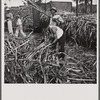 Sugar cane being loaded onto a train for transportation to the refinery. Near Ponce, Puerto Rico.
