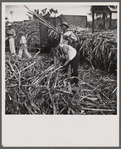 Sugar cane being loaded onto a train for transportation to the refinery. Near Ponce, Puerto Rico.