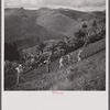 Hoeing a tobacco slope. No matter how steep, all of the hills in the picture are under cultivation. Puerto Rico.