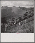 Hoeing a tobacco slope. No matter how steep, all of the hills in the picture are under cultivation. Puerto Rico.