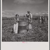 Ponce (vicinity), Puerto Rico. Sugar workers on a plantation.