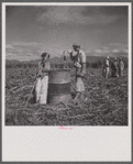 Ponce (vicinity), Puerto Rico. Sugar workers on a plantation.