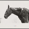 Neglected horse owned by rehabilitation client, Jackson County, Ohio.