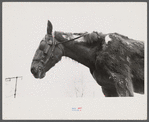 Neglected horse owned by rehabilitation client, Jackson County, Ohio.