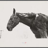Neglected horse owned by rehabilitation client, Jackson County, Ohio.