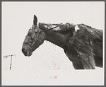 Neglected horse owned by rehabilitation client, Jackson County, Ohio.