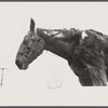 Neglected horse owned by rehabilitation client, Jackson County, Ohio.