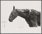 Neglected horse owned by rehabilitation client, Jackson County, Ohio.