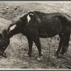 Neglected horse owned by rehabilitation client, Jackson County, Ohio.