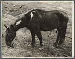 Neglected horse owned by rehabilitation client, Jackson County, Ohio.