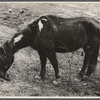 Neglected horse owned by rehabilitation client, Jackson County, Ohio.